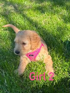 Golden Doodle Puppies - Photo 8