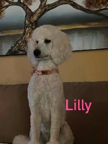 Golden Doodle Puppies - Photo 9