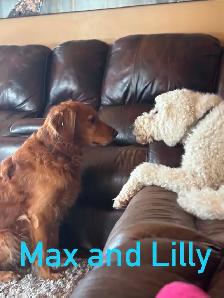 Golden Doodle Puppies - Photo 10