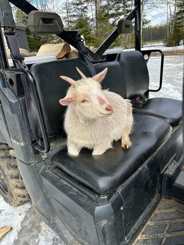 Nigerian Dwarf Goats (x2)