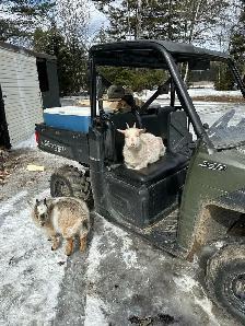 Nigerian Dwarf Goats (x2) - Photo 2