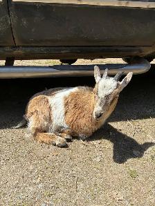 Nigerian Dwarf Goats (x2) - Photo 3