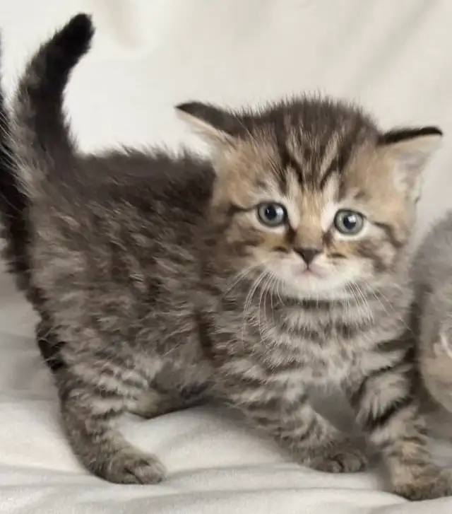 Purebred Scottish Fold Kittens