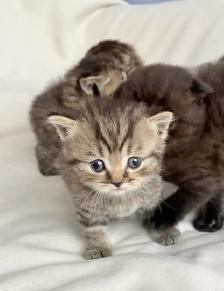 Purebred Scottish Fold Kittens - Photo 2