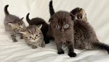 Purebred Scottish Fold Kittens - Photo 3