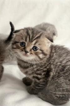 Purebred Scottish Fold Kittens - Photo 4
