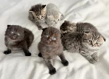Purebred Scottish Fold Kittens - Photo 7
