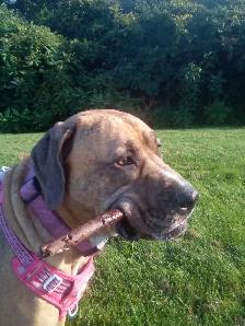 Dog Walk & Train! - Photo 2