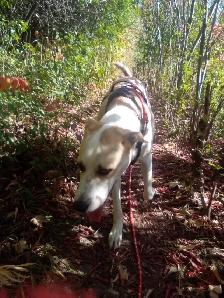 Dog Walk & Train! - Photo 4