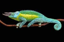 Chameleons
