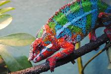 Chameleons - Photo 2