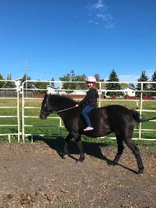 Beginner Horse Riding Lessons - Photo 2