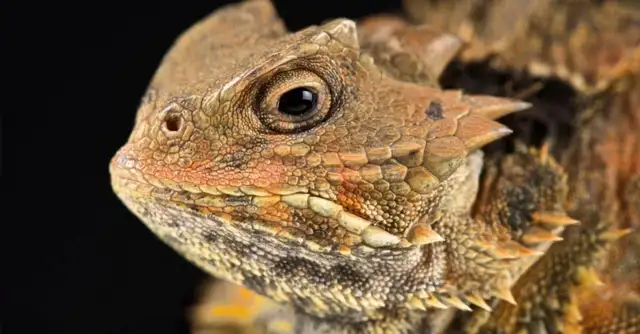 Large Variety of Lizards!