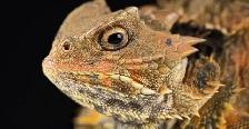 Large Variety of Lizards!