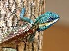 Large Variety of Lizards! - Photo 2