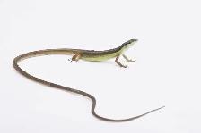 Large Variety of Lizards! - Photo 3
