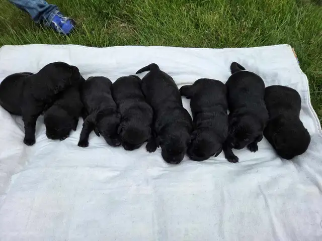 Purebred lab puppies