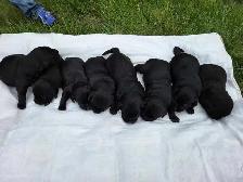 Purebred lab puppies