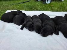 Purebred lab puppies - Photo 2