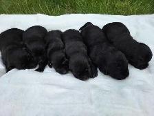 Purebred lab puppies - Photo 3