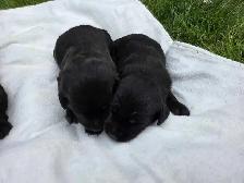 Purebred lab puppies - Photo 4