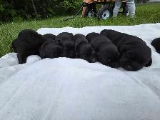 Purebred lab puppies - Photo 5