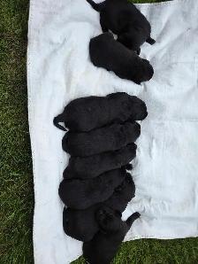 Purebred lab puppies - Photo 6