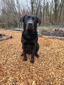 Purebred lab puppies - Photo 7