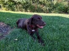 Purebred lab puppies - Photo 8