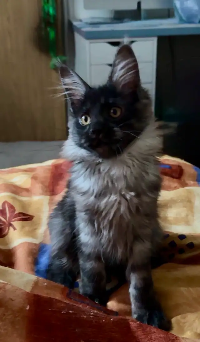 Purebred Maine Coon Kittens – Now Open for Reservation!