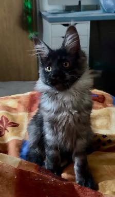 Purebred Maine Coon Kittens – Now Open for Reservation!