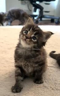 Purebred Maine Coon Kittens – Now Open for Reservation! - Photo 4