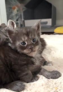 Purebred Maine Coon Kittens – Now Open for Reservation! - Photo 5