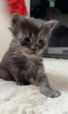 Purebred Maine Coon Kittens – Now Open for Reservation! - Photo 8