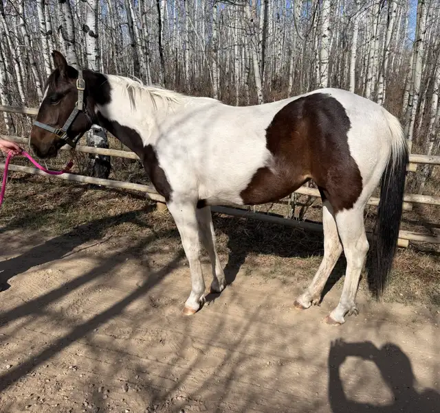 Registered Horse