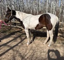 Registered Horse