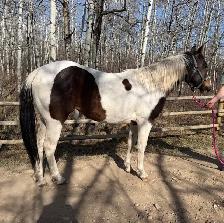 Registered Horse - Photo 2