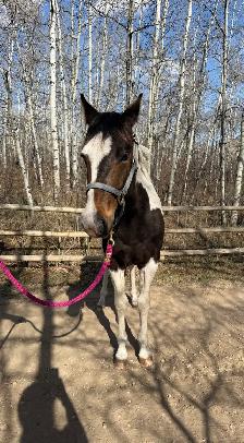 Registered Horse - Photo 3