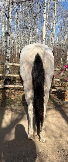Registered Horse - Photo 4
