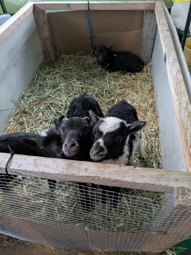 Icelandic Bottle Lambs
