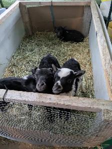 Icelandic Bottle Lambs