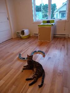 PENSION 5 ÉTOILES POUR CHATS - Photo 4
