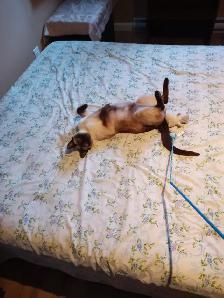 PENSION 5 ÉTOILES POUR CHATS - Photo 5