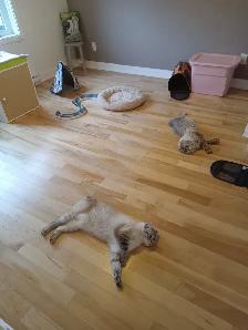 PENSION 5 ÉTOILES POUR CHATS - Photo 6