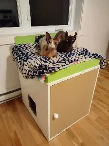 PENSION 5 ÉTOILES POUR CHATS - Photo 7