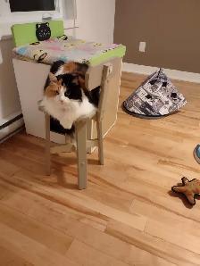 PENSION 5 ÉTOILES POUR CHATS - Photo 8