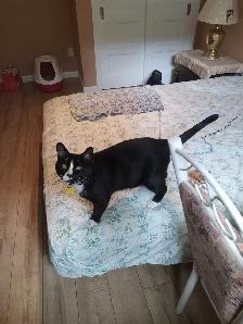 PENSION 5 ÉTOILES POUR CHATS - Photo 9