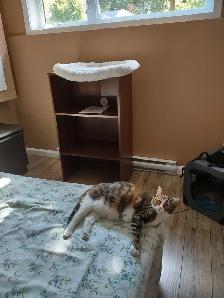 PENSION 5 ÉTOILES POUR CHATS - Photo 10