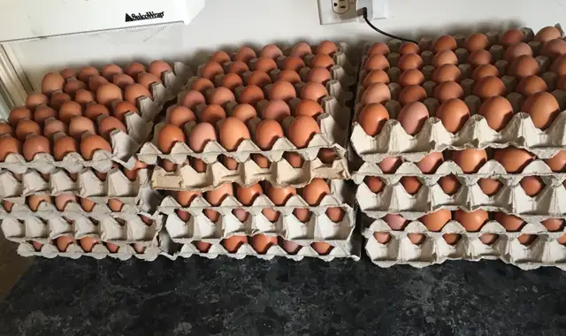 Farm fresh eggs