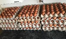 Farm fresh eggs